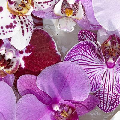 slide-phalaenopsis-1