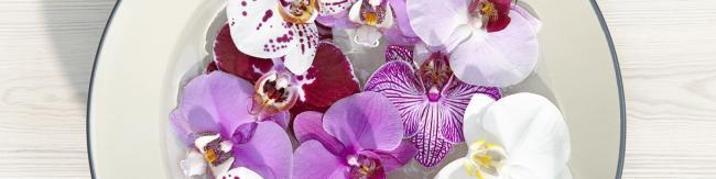 slide-phalaenopsis-1