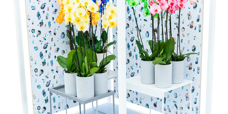 Colorchid-Trendy-Terrazo-stijl