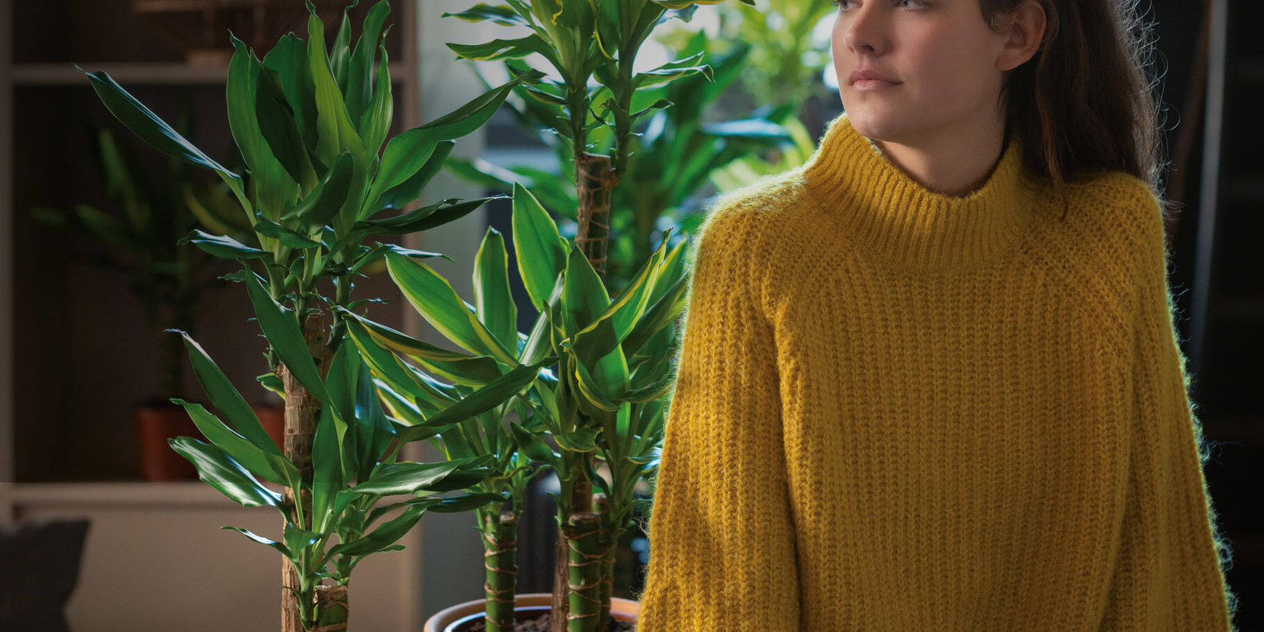 Poster-dracaena
