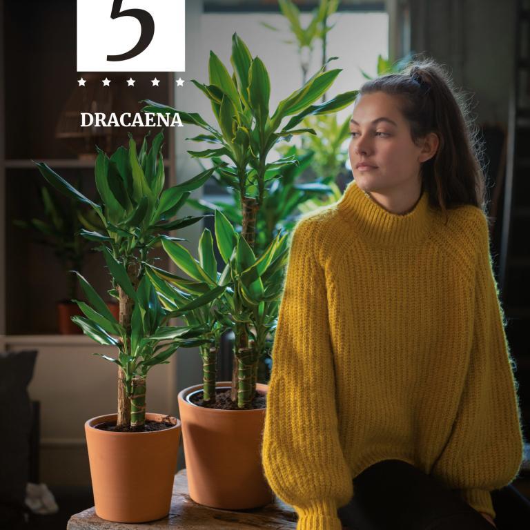 Poster-dracaena
