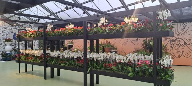 keukenhof