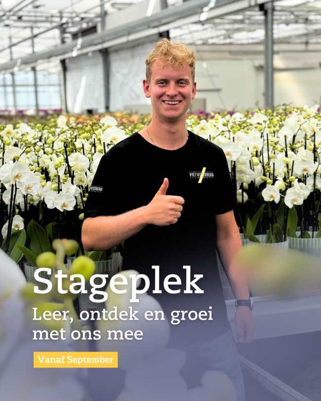 Stageplek