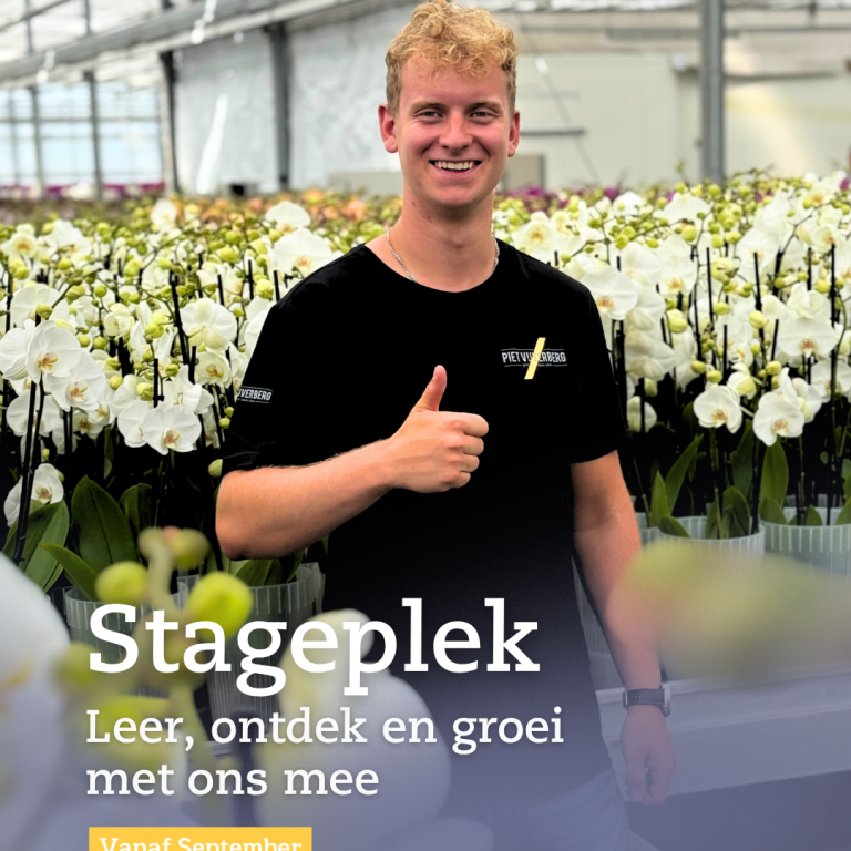 Stageplek